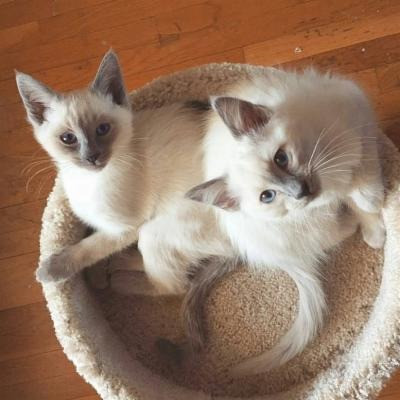 Siamese kittens Берлин - изображение 1