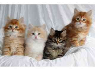 Siberian kittens Берлин