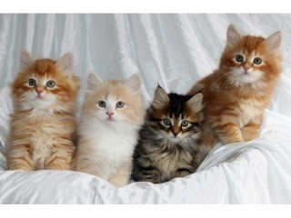 Siberian kittens Берлин - изображение 1