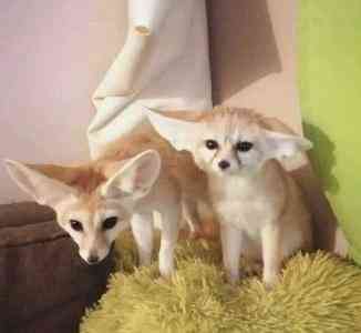 Fennec Fox Берлін