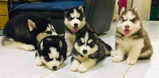 Siberian Husky Welpen zu verkaufen Dresden