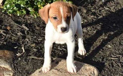 Jack Russell Terrier zu verkaufen Bremen - изображение 2