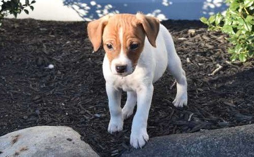 Jack Russell Terrier zu verkaufen Бремен - изображение 3