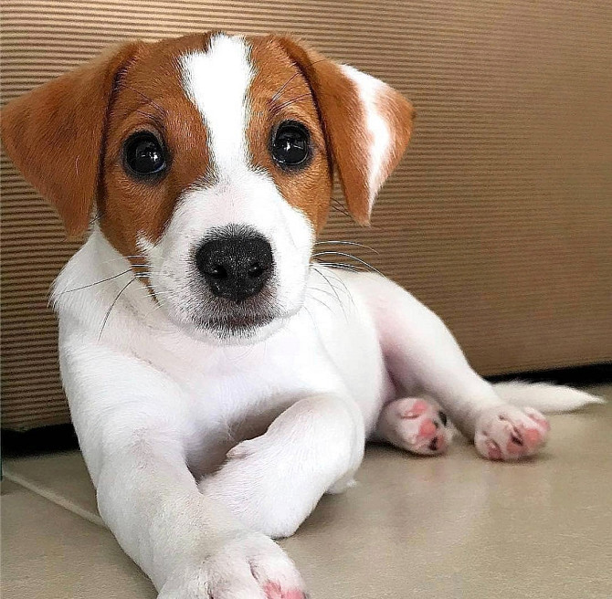 Jack Russell Terrier zu verkaufen Бремен - изображение 1