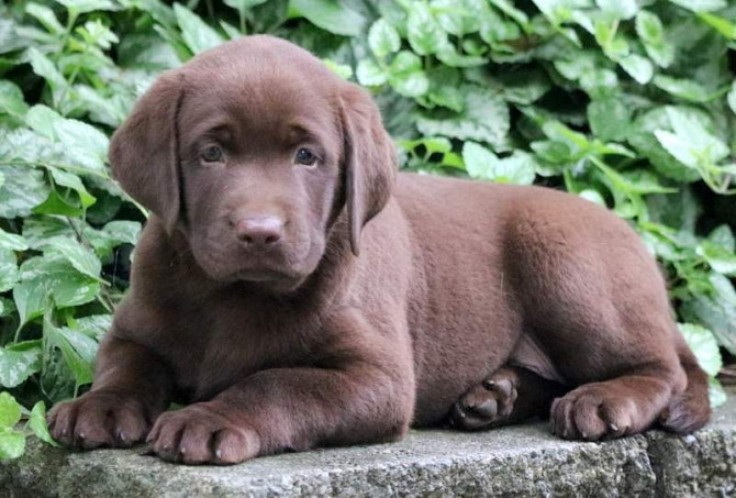 Labrador zu verkaufen Berlin - photo 2