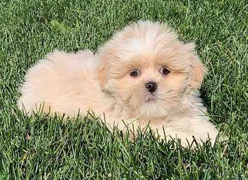 Lhasa Apso Hund zu verkaufen Magdeburg