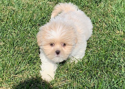 Lhasa Apso Hund zu verkaufen Magdeburg - photo 1