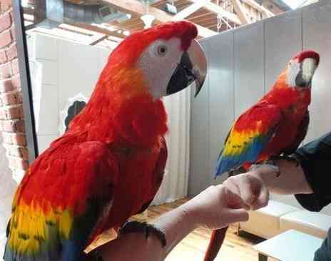 Scarlet Macaw Parrots Гамбург