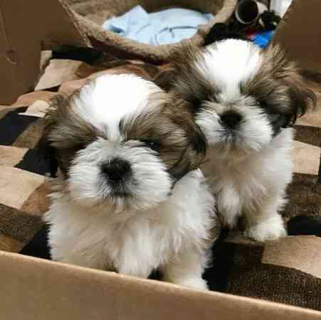 Shihtzu-Welpen zu verkaufen Schwerin