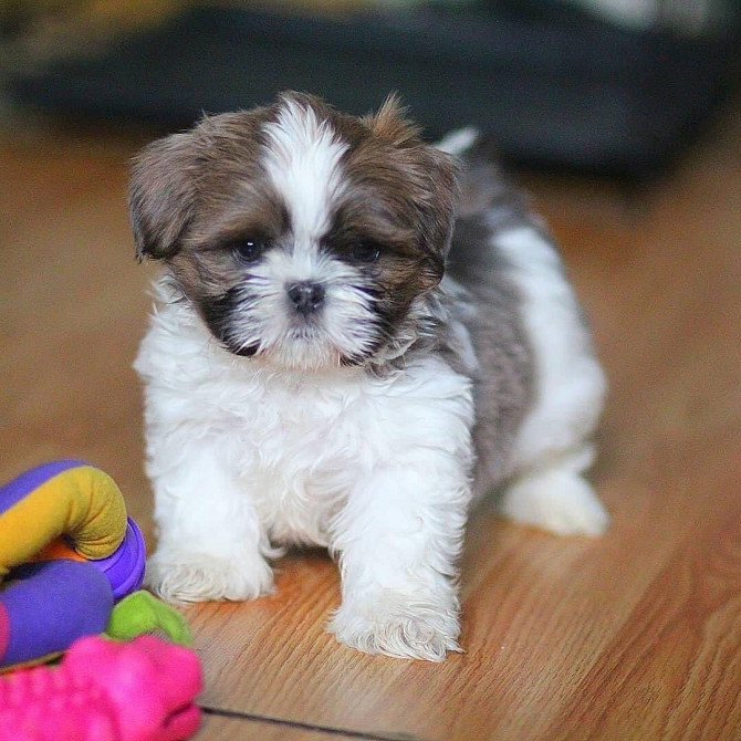 Shihtzu-Welpen zu verkaufen Schwerin - photo 2