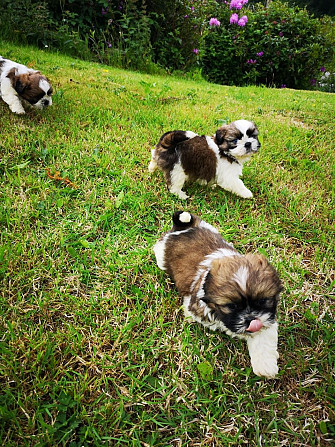 Shihtzu-Welpen zu verkaufen Schwerin - photo 1