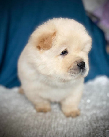 Chow-Chow-Welpen zu verkaufen Hannover - photo 1