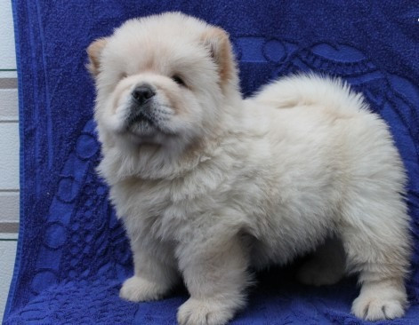 Chow-Chow-Welpen zu verkaufen Hannover - photo 3