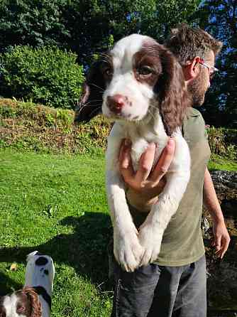 English Springer Spaniel Welpe Дрезден