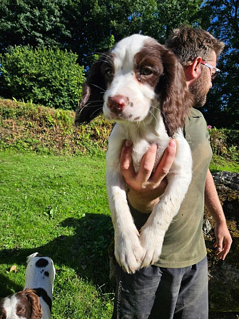 English Springer Spaniel Welpe Дрезден - изображение 1