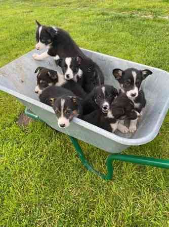 Auf dem Bauernhof gezüchtete Border-Collie-Welpen zu verkaufen Dresden