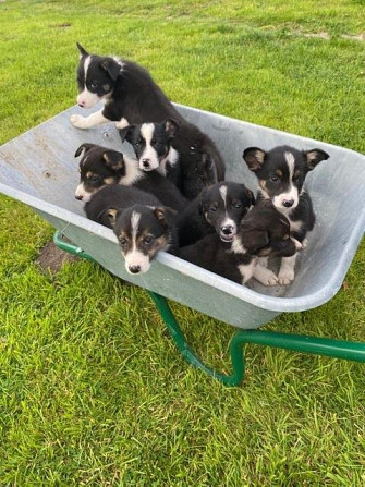 Auf dem Bauernhof gezüchtete Border-Collie-Welpen zu verkaufen Dresden - изображение 1