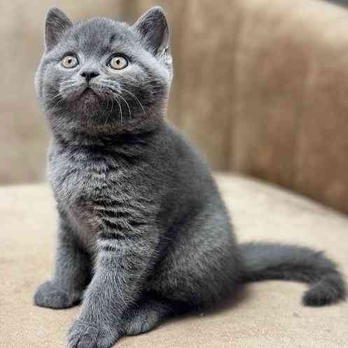 British Shorthair kittens Гамбург