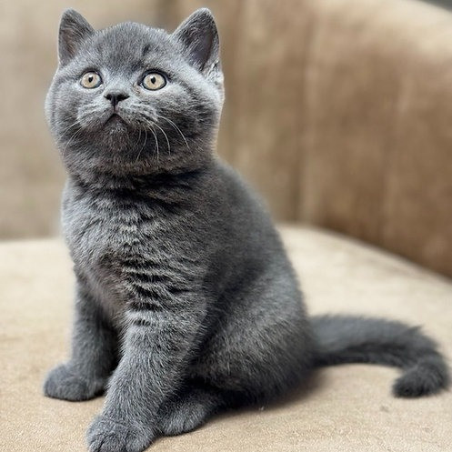 British Shorthair kittens Hamburg - photo 1