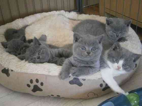 GCCF Blue British Shorthair Kittens for Sale, Шверин