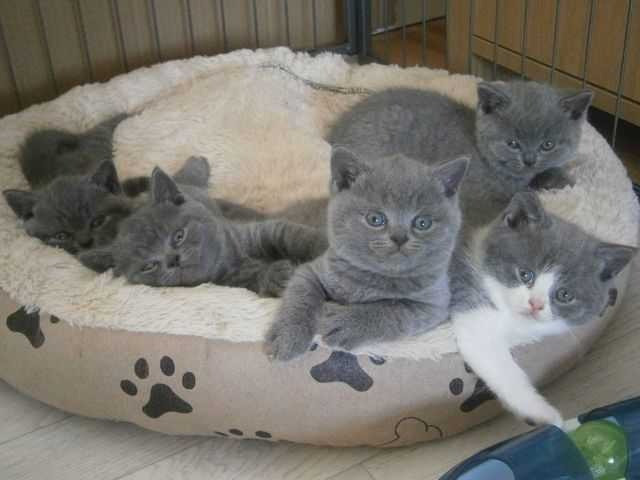 GCCF Blue British Shorthair Kittens for Sale, Schwerin - photo 1