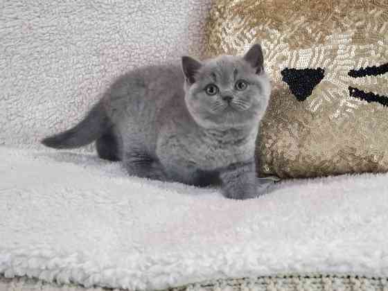 British Shorthair kittens Ерфурт