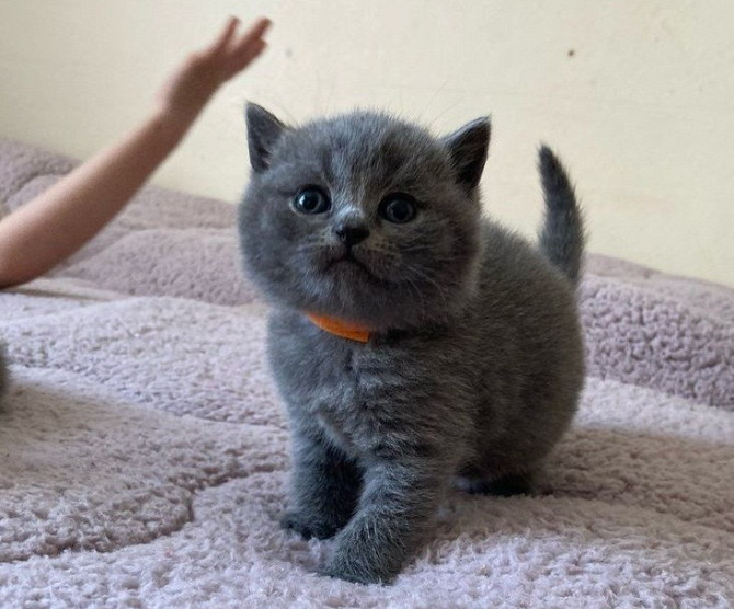 British Shorthair kittens Hannover - photo 1