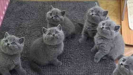 British Shorthair kittens Саарбрюккен