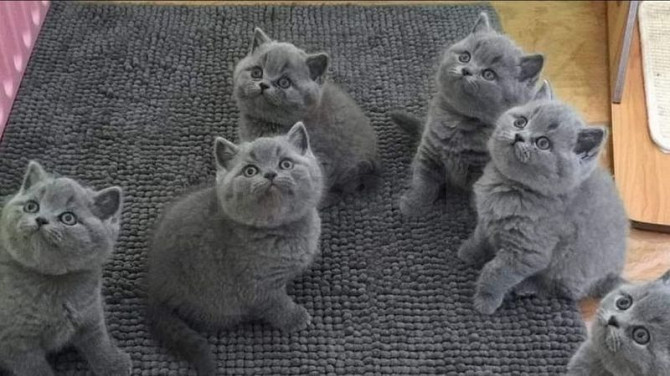 British Shorthair kittens Saarbruecken - photo 1