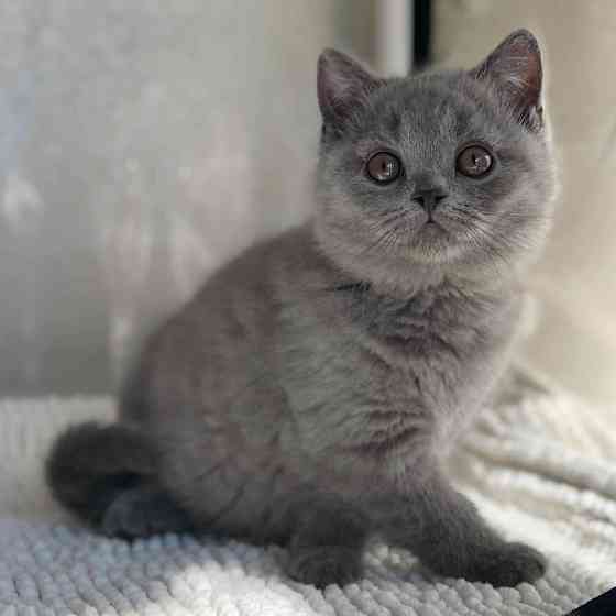 British Shorthair kittens Magdeburg