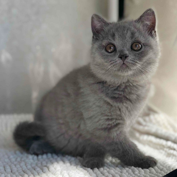 British Shorthair kittens Magdeburg - photo 1