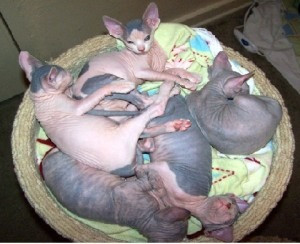 Gut ausgebildete Sphynx-Kätzchen zu verkaufen Erfurt - photo 1