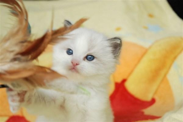 Gut ausgebildete Ragdoll-Kätzchen zu verkaufen Bremen - photo 1