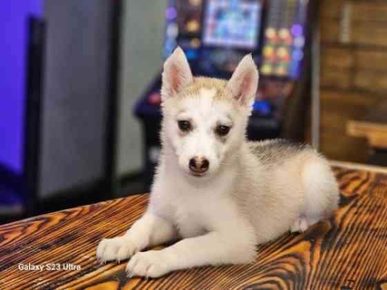 13 Wochen alte, beim KC registrierte Siberian Husky-Welpen verfügbar Dresden