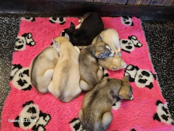 13 Wochen alte, beim KC registrierte Siberian Husky-Welpen verfügbar Дрезден - изображение 2