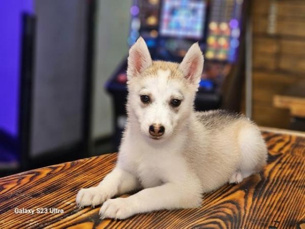 13 Wochen alte, beim KC registrierte Siberian Husky-Welpen verfügbar Dresden - изображение 1