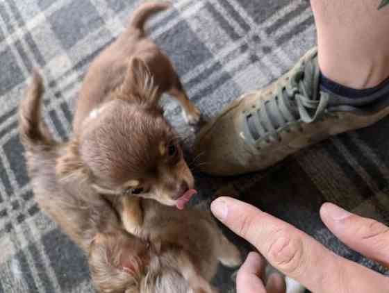 13 Wochen alte Chihuahua-Welpen zu verkaufen Dresden