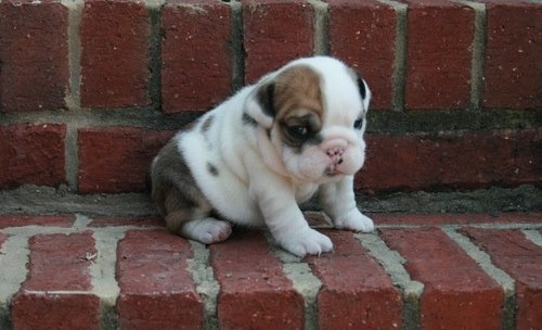 Gut ausgebildete Englische Bulldoggenwelpen zu verkaufen Erfurt - photo 1