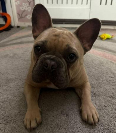 Französische Bulldogge sucht neues Zuhause Dresden - изображение 2