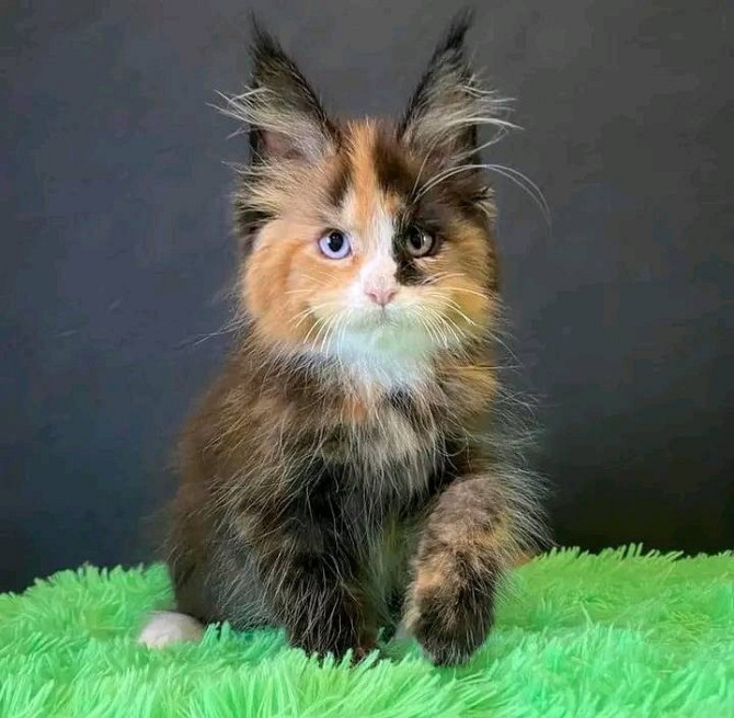 Maine Coon Kätzchen zur Adoption Mainz - изображение 1