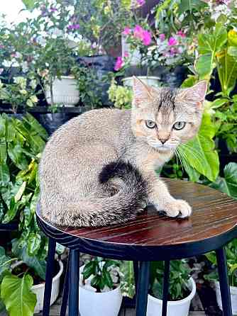 Scottish Fold Kätzchen Вісбаден