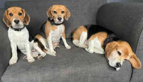 Zu verkaufen: weiblicher Beagle-Welpe Dresden