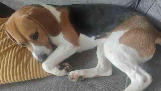 Zu verkaufen: weiblicher Beagle-Welpe Dresden