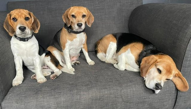 Zu verkaufen: weiblicher Beagle-Welpe Dresden - photo 2