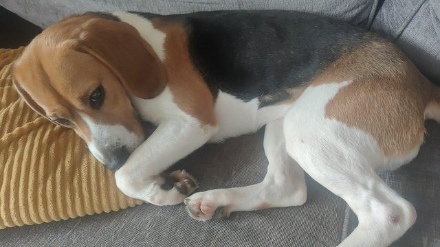 Zu verkaufen: weiblicher Beagle-Welpe Дрезден - изображение 1