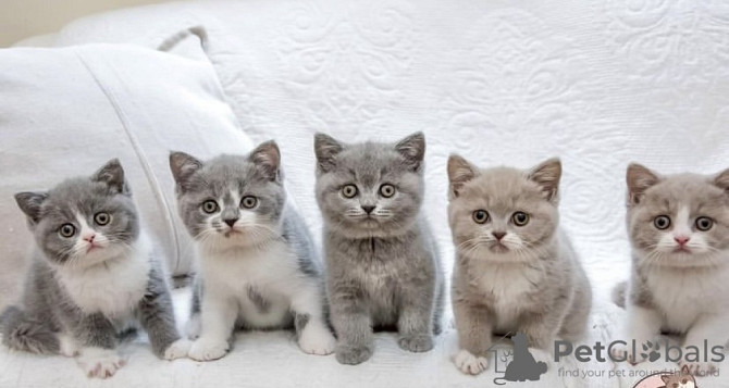 British Shorthair kittens Bremen - photo 1