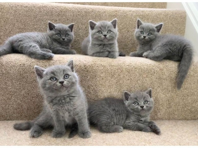 British Shorthair kittens Вісбаден - изображение 1