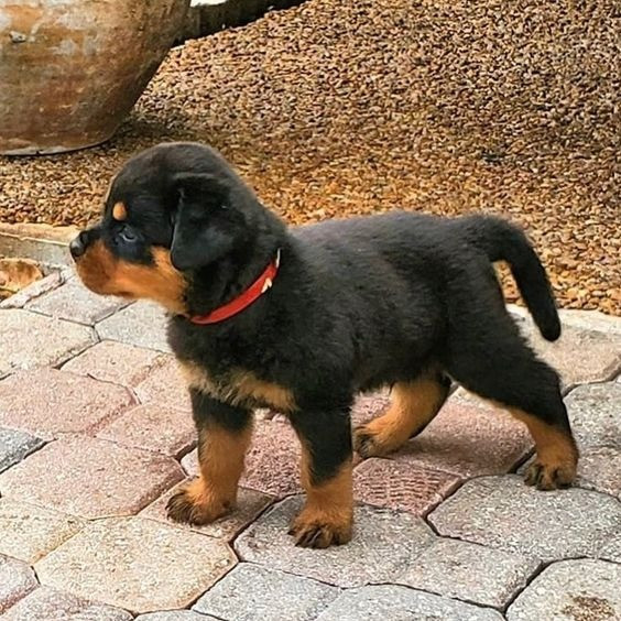 Rottweilerwelpen zu verkaufen Wiesbaden - photo 1