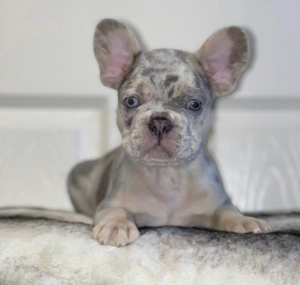 Französische Bulldoggen - Rüden und Hündinnen zu verkaufen Wiesbaden - photo 1