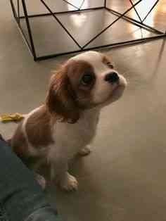 Cavalier King Charles Spaniel zur Adoption bereit Ганновер